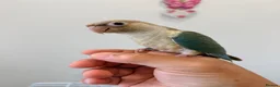 Conures birds for sale: HAND REARED TAME BABY CONURES  - Advert 9