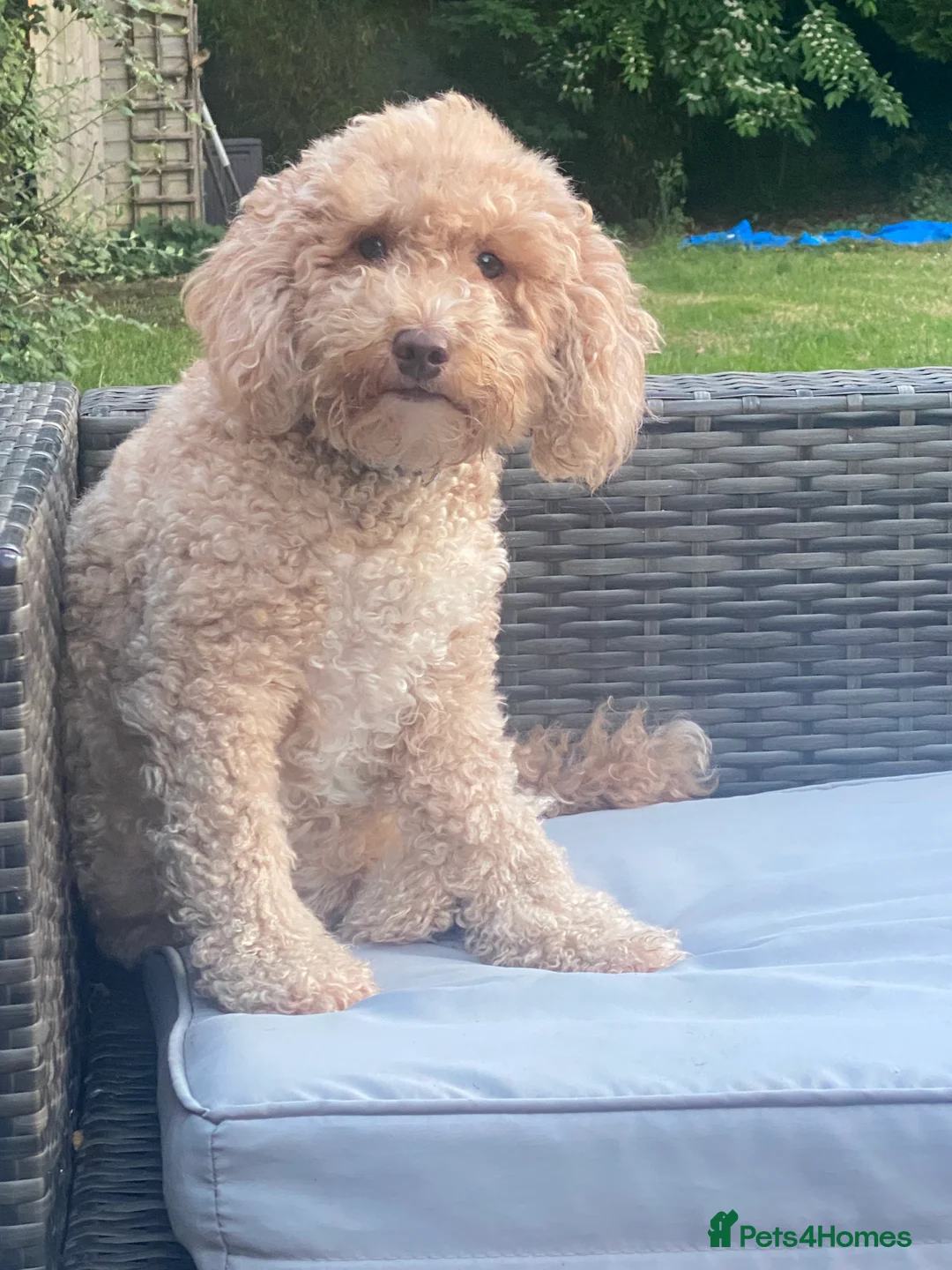 Cockapoo dogs for sale: Gorgeous Cockerpoochons  - Advert 6