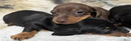 Miniature Dachshund dogs for sale: Quality KC/ PRA clear Miniature Dachshund puppies  - Advert 3