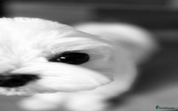 Maltese dogs for stud: KCReg Tiny Korean Bred/ Doll Faced/ At Stud - Image 4