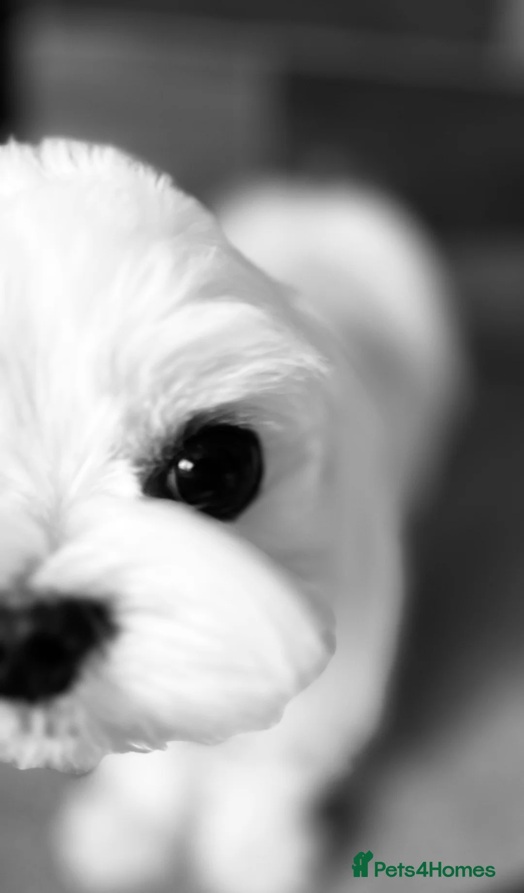 Maltese dogs for stud: KCReg Tiny Korean Bred/ Doll Faced/ At Stud - Advert 4