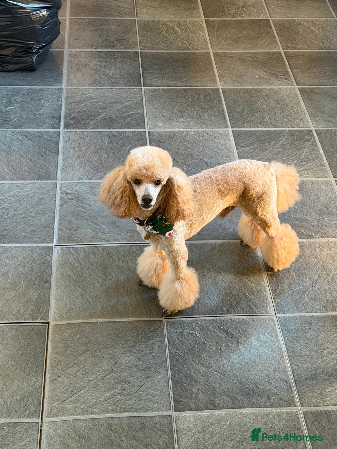 Poochon dogs for sale: Reduced Poochon Puppy   - Advert 7