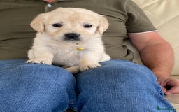 Golden Retriever dogs for sale: Fabulous golden retriever puppies  - Image 11
