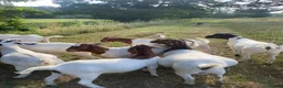 Goats livestock for sale: Boer goats  - Advert 5