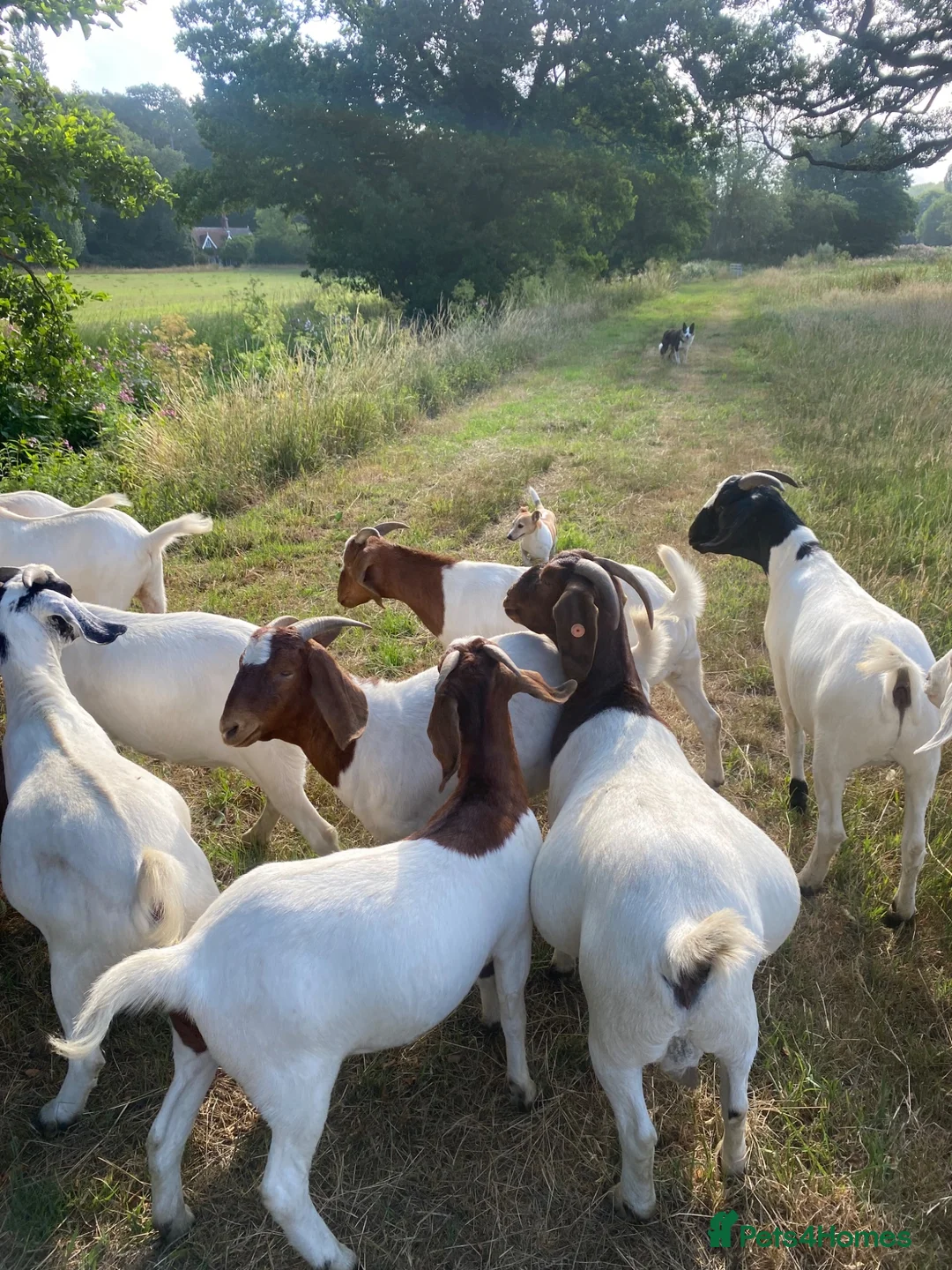 Goats livestock for sale: Boer goats  - Advert 5