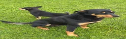 Australian Kelpie dogs for sale: Working kelpie pup  - Advert 2