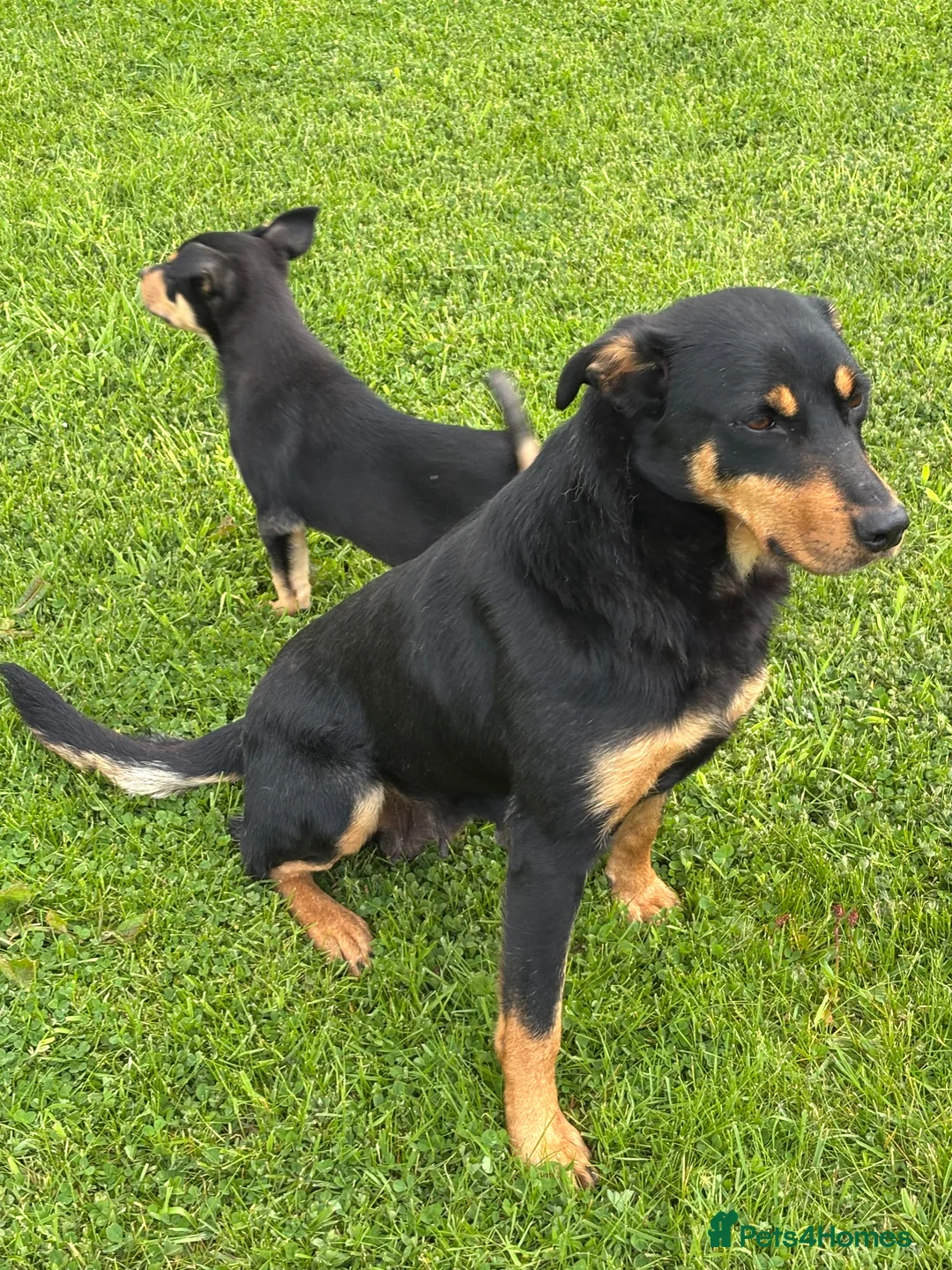 Australian Kelpie dogs for sale: Working kelpie pup  - Advert 2