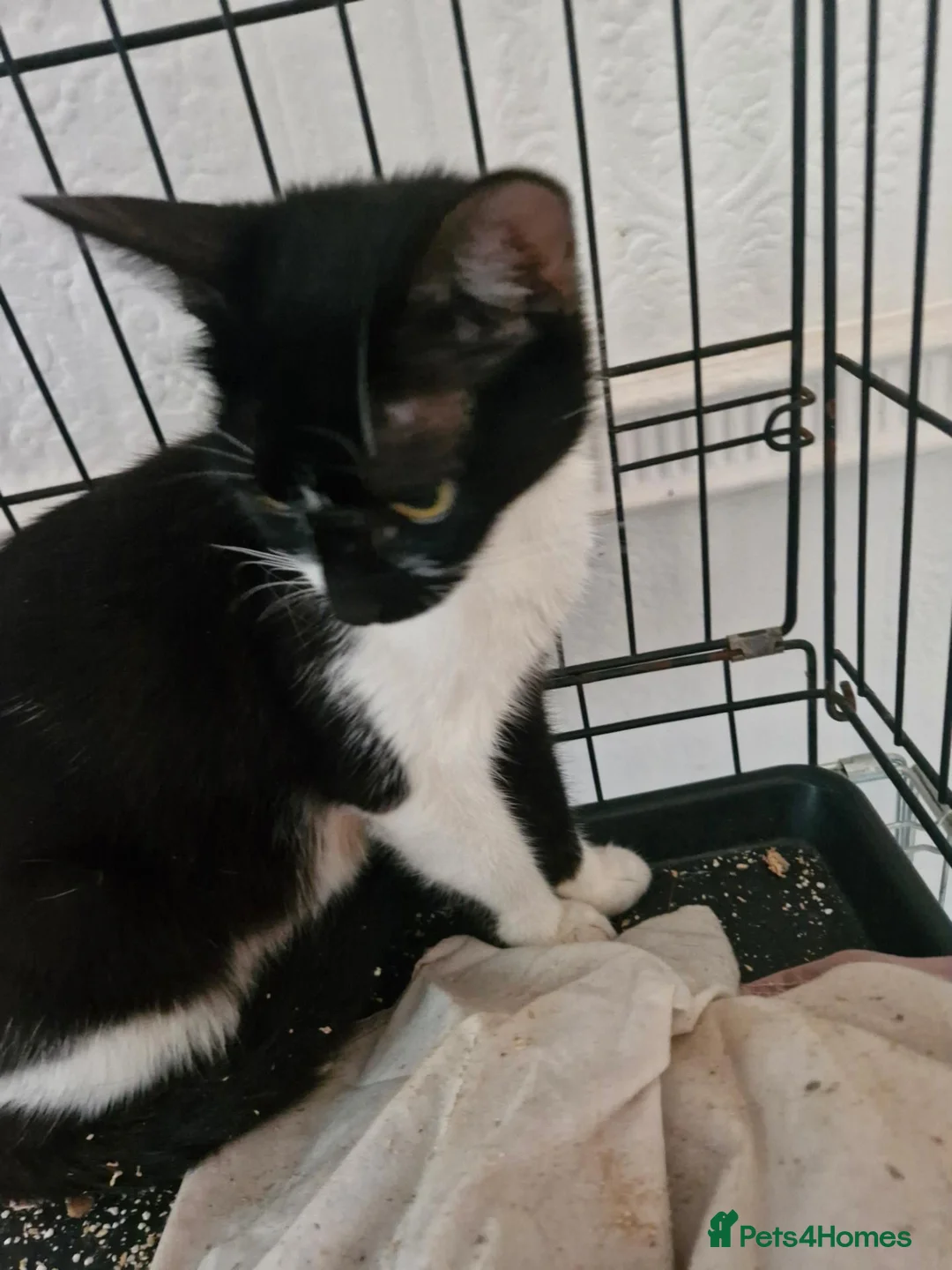 Mixed Breed cats for sale: Black cats  - Advert 1