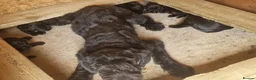 Giant Schnauzer dogs for sale: Giant schnauzer puppy's  - Advert 6