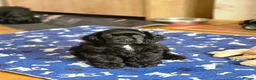 American Cocker Spaniel dogs for sale: American cocker spaniels puppies - Advert 6