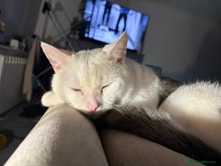 British Shorthair cats Cheeko (male cat) - Advert 5