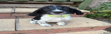 English Springer Spaniel 2