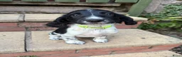 English Springer Spaniel dogs for sale: ESS Puppies Ready to leave  - Advert 3
