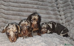 Miniature Dachshund dogs for sale: Miniature Dachshund 1 female left  - Image 4