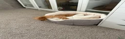 Cavapoo dogs for sale: 10 Month old beautiful baby girl available  - Advert 7