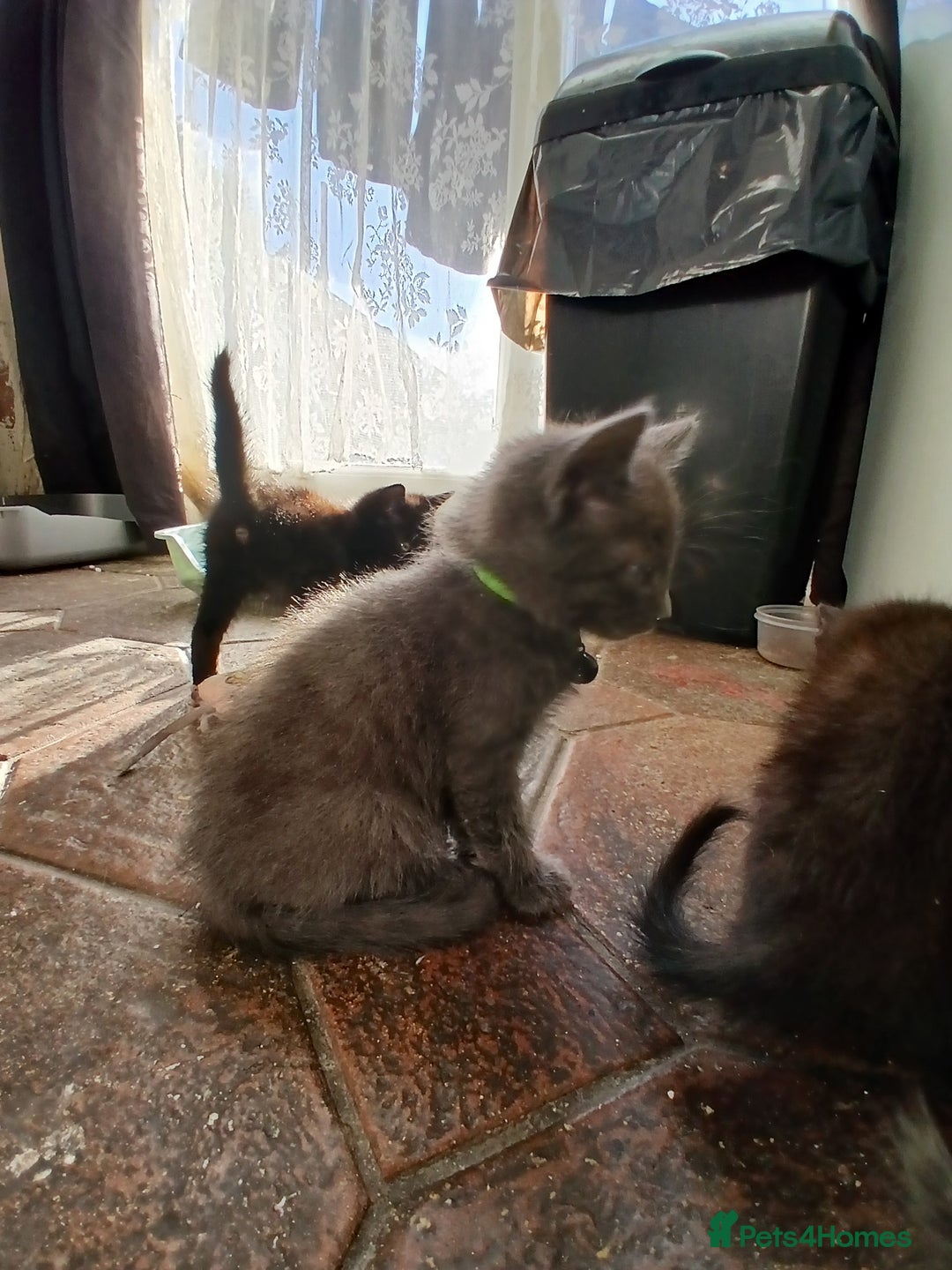 Mixed Breed cats for sale: 6 Kittens looking for new forever homes - Advert 17