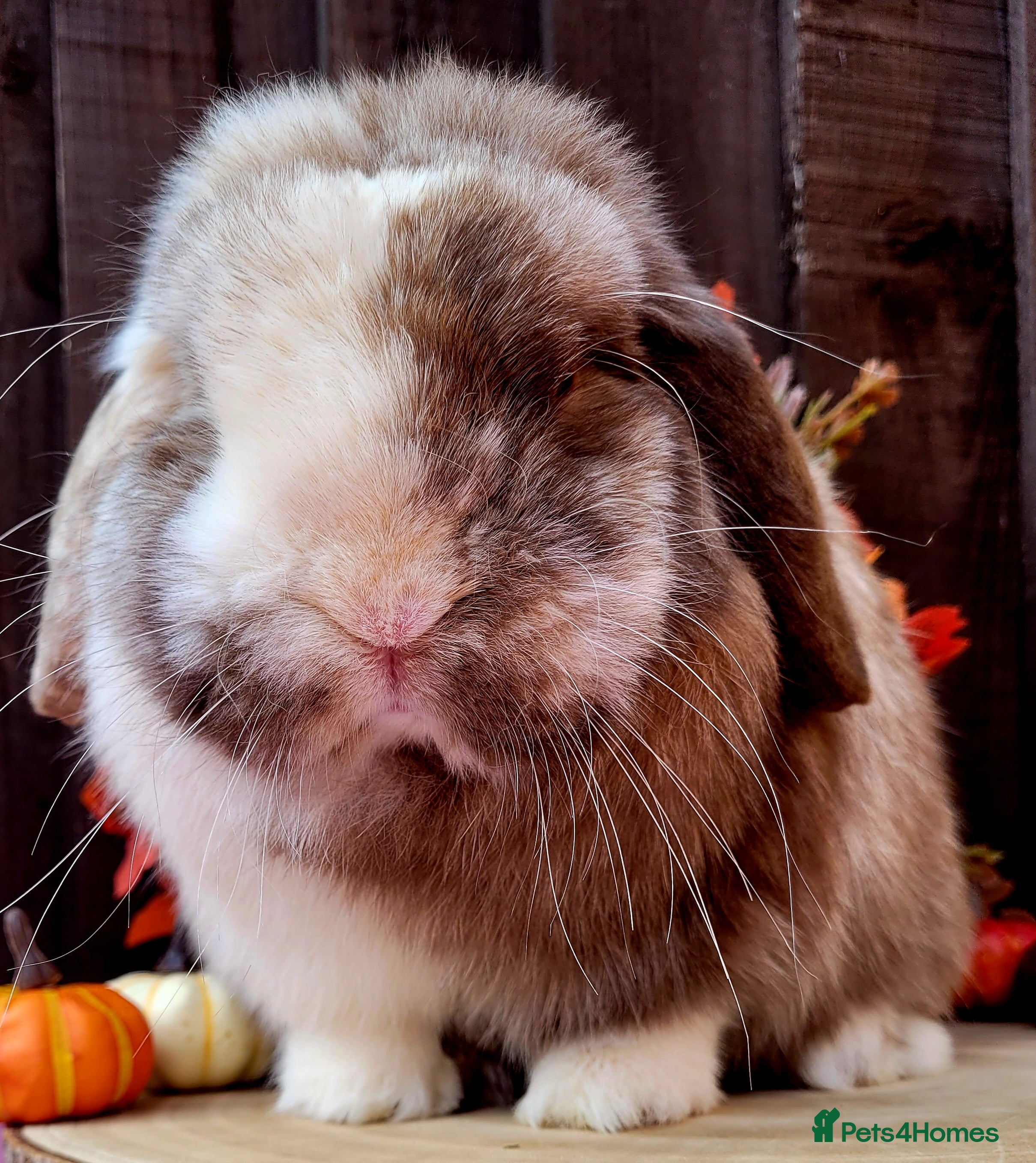 Mini Lop rabbits Adult harli buck mini lop available.   - Advert 10