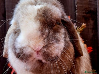 Mini Lop rabbits Adult harli buck mini lop available. - Advert 10