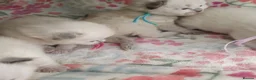 Ragdoll cats for sale: 💖 Beautiful Ragdoll kittens for Sale 💖 - Advert 10