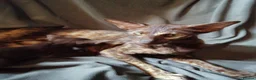 Oriental cats for sale: Oriental Siamese kittens in Sheffield - Advert 1