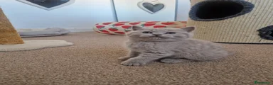British Shorthair 5
