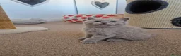 British Shorthair cats for sale: Beautiful British Shorthair Kittens 😻 - Advert 18