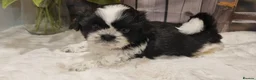 Shih Tzu dogs for sale: Shihtzu puppies - Advert 12