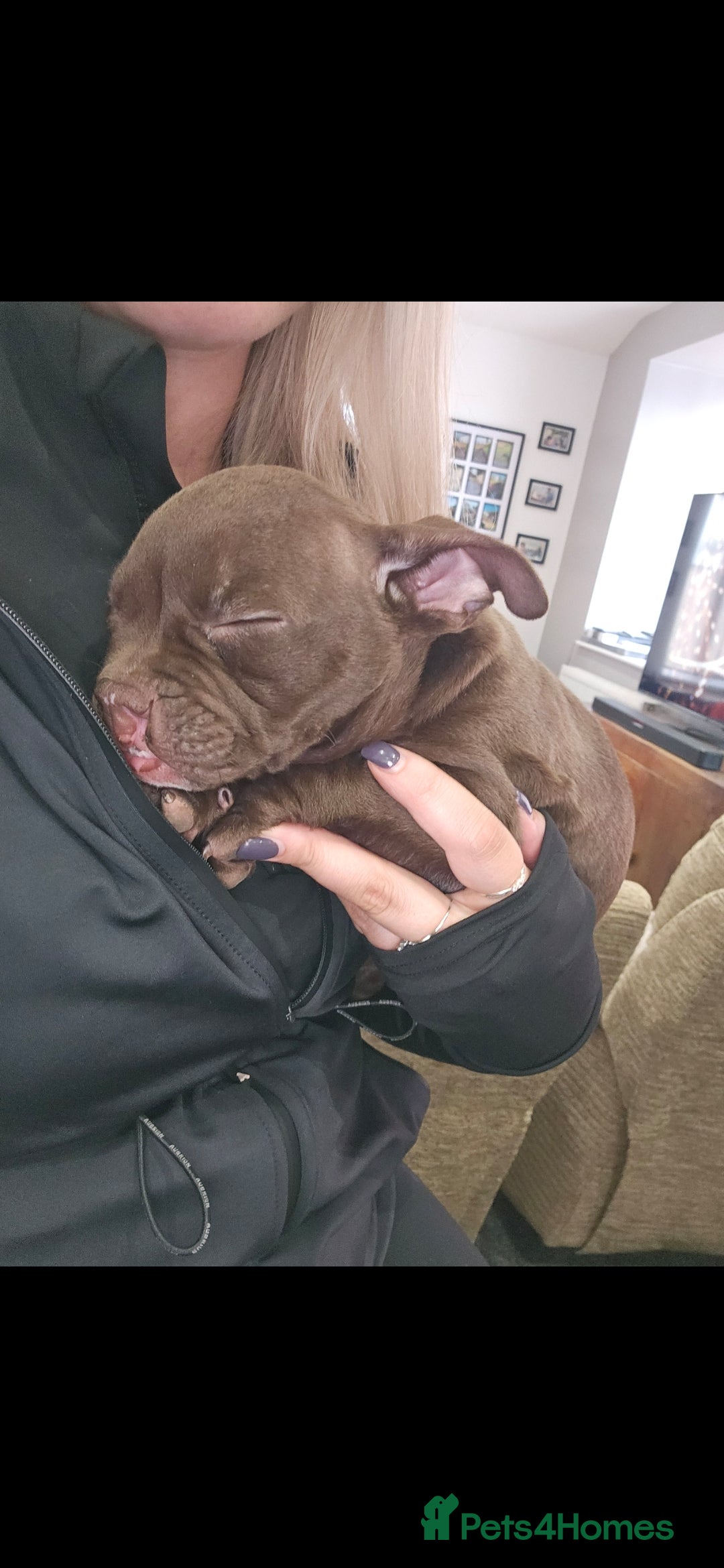 Mixed Breed dogs for sale: Very special extra small Bully type.  - Image 4