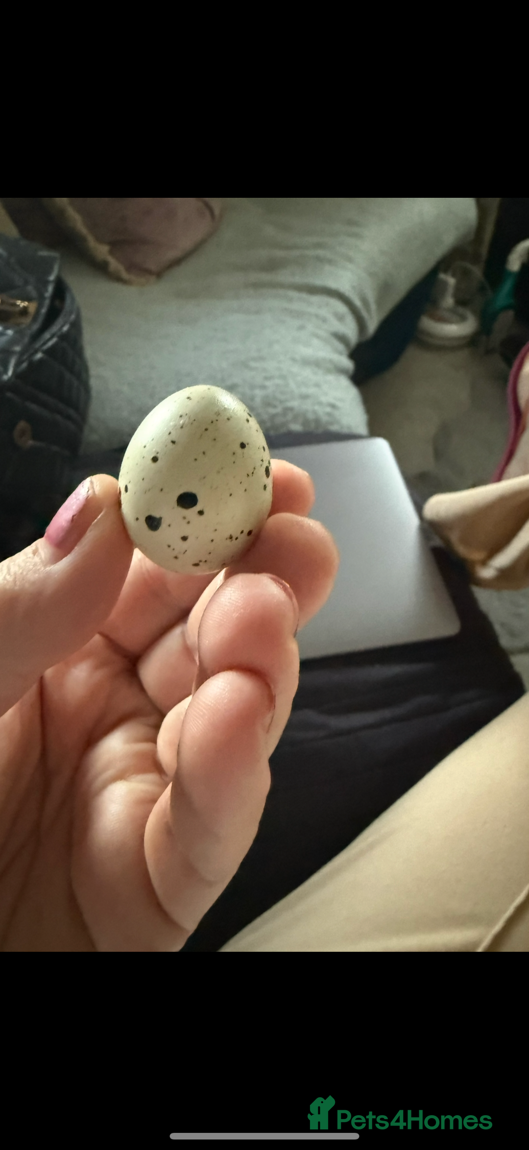 Quail poultry for sale: 3 MALE COTURNIX QUAIL, HATCHLINGS & EGGS FOR SALE - Advert 5