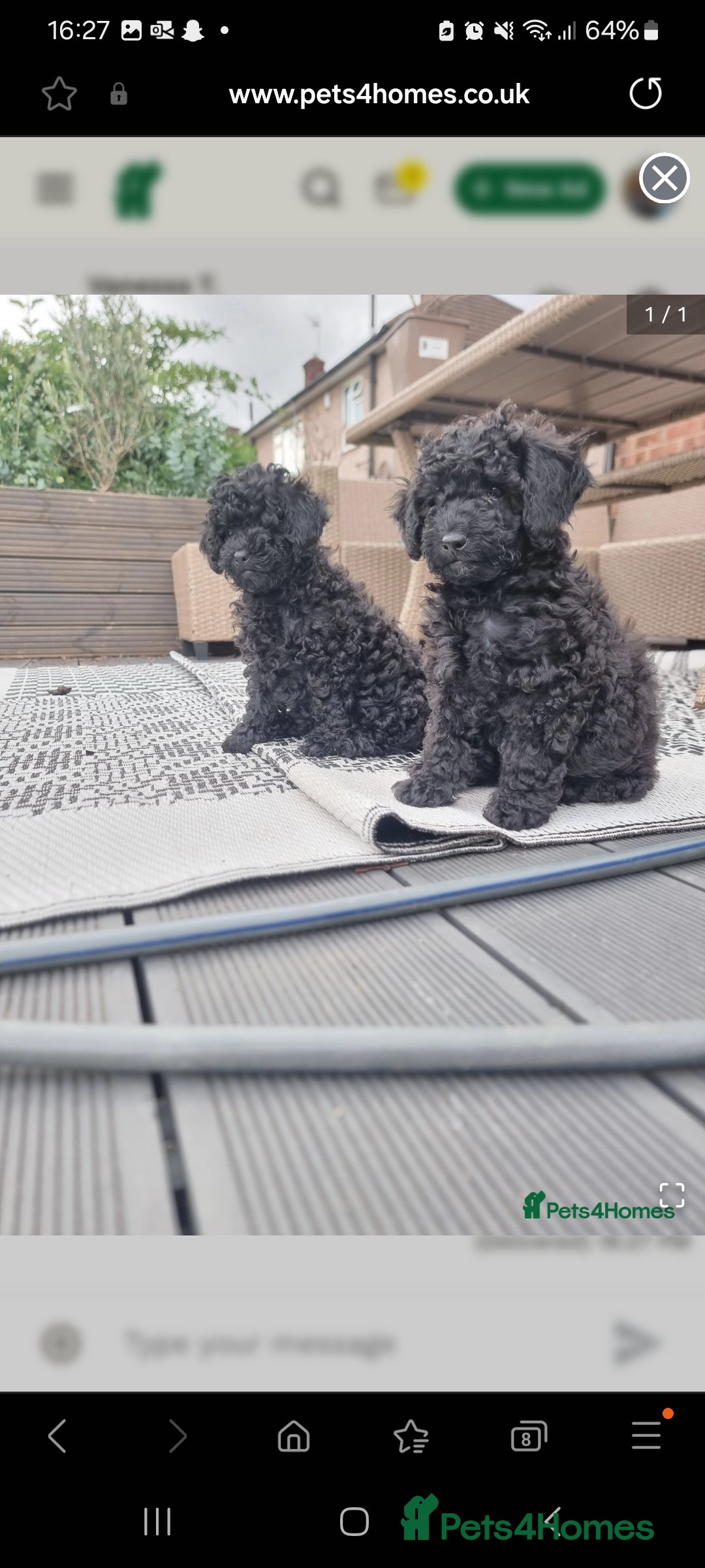 Shihpoo dogs for sale: Only one female puppy   - Image 1