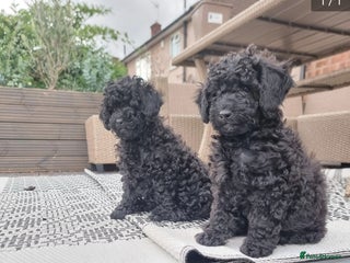 Shihpoo dogs - Advert 3
