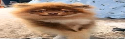 Pomeranian dogs for sale: Stunning chocolate and Tan Male Pomeranian  - Advert 4