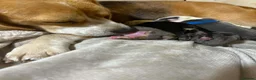 English Bulldog dogs for sale: Sad beginning to a beautiful ending - Advert 20