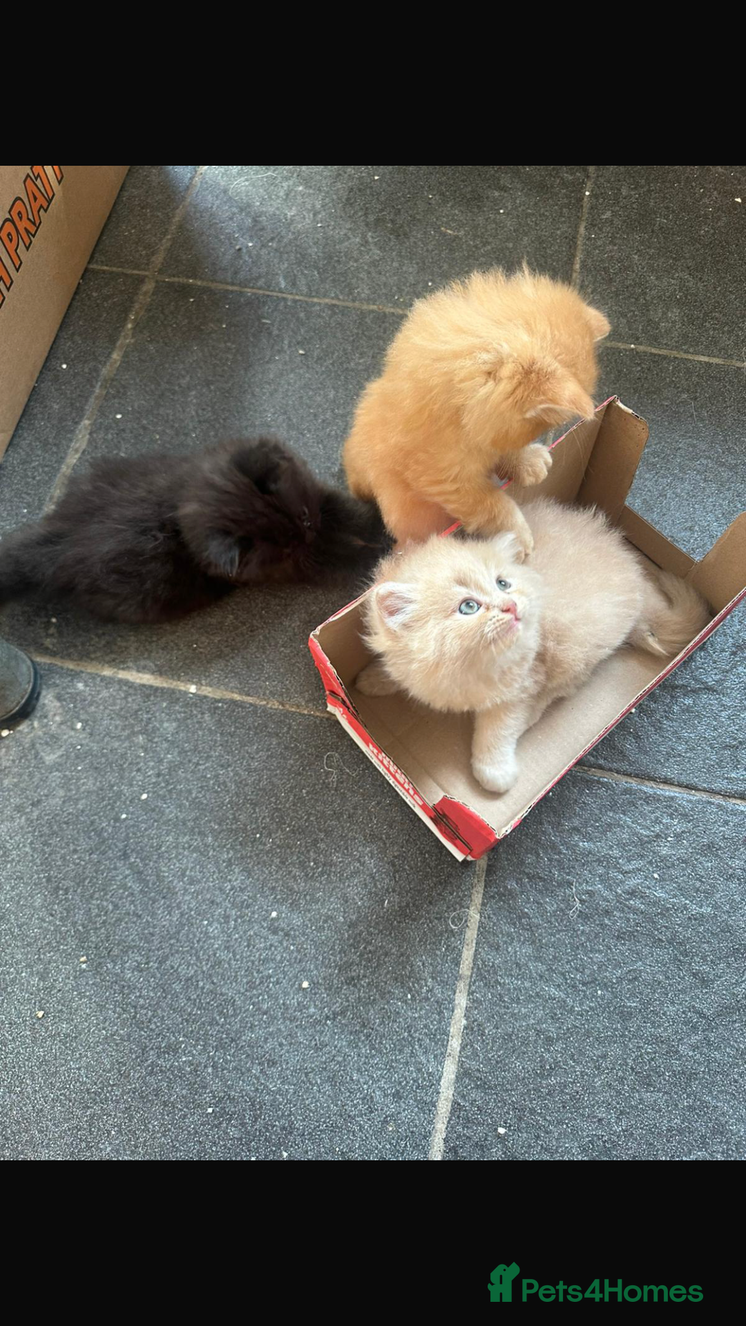 Persian cats for sale: Persian kittens - Image 6