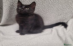 Bengal cats for sale: 3 black and 3 bengal kittens (1 male) - Image 3
