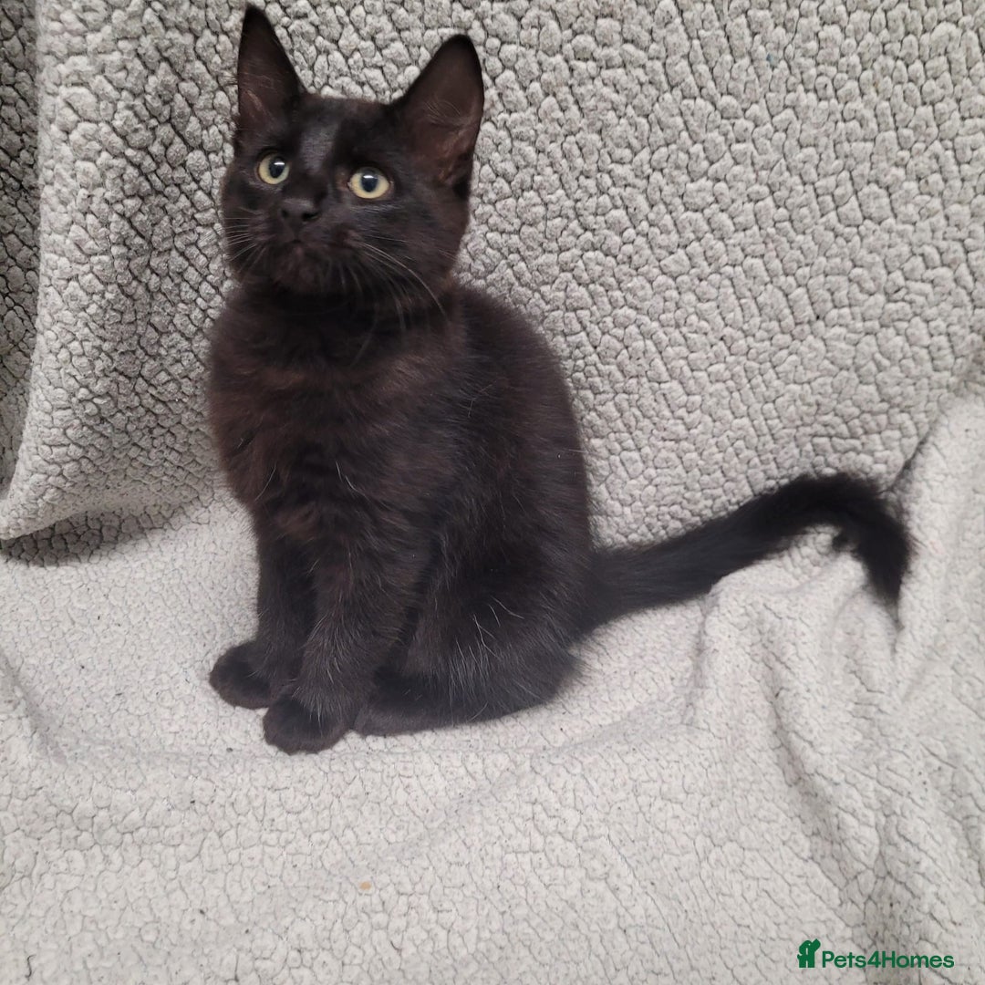 Bengal cats for sale: 3 black and 3 bengal kittens (1 male) - Image 3