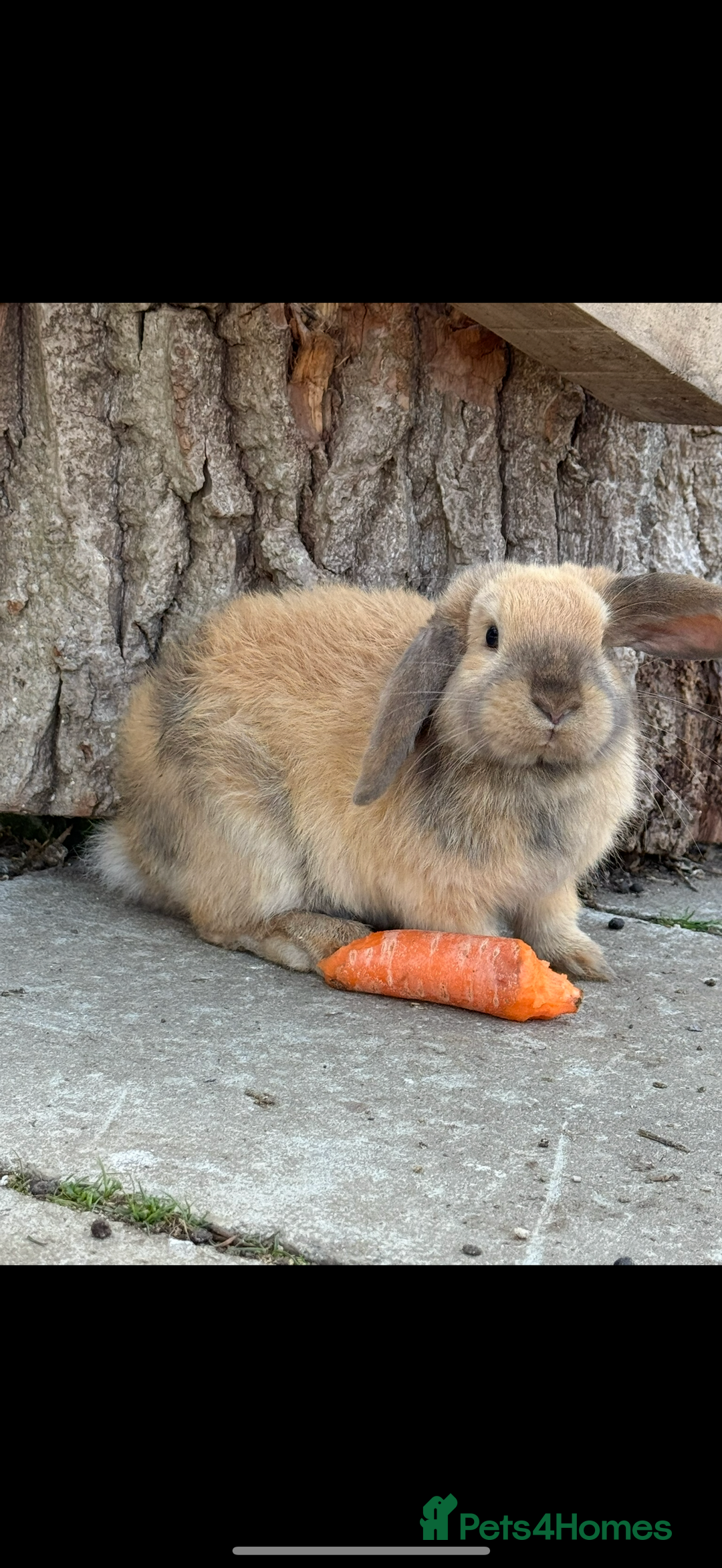 Mini Lop rabbits for sale: Bonded mini lop pair  - Image 2