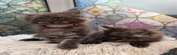 Maine Coon cats for sale: Beautiful high smoked blue & black smoked kittens  - Advert 18