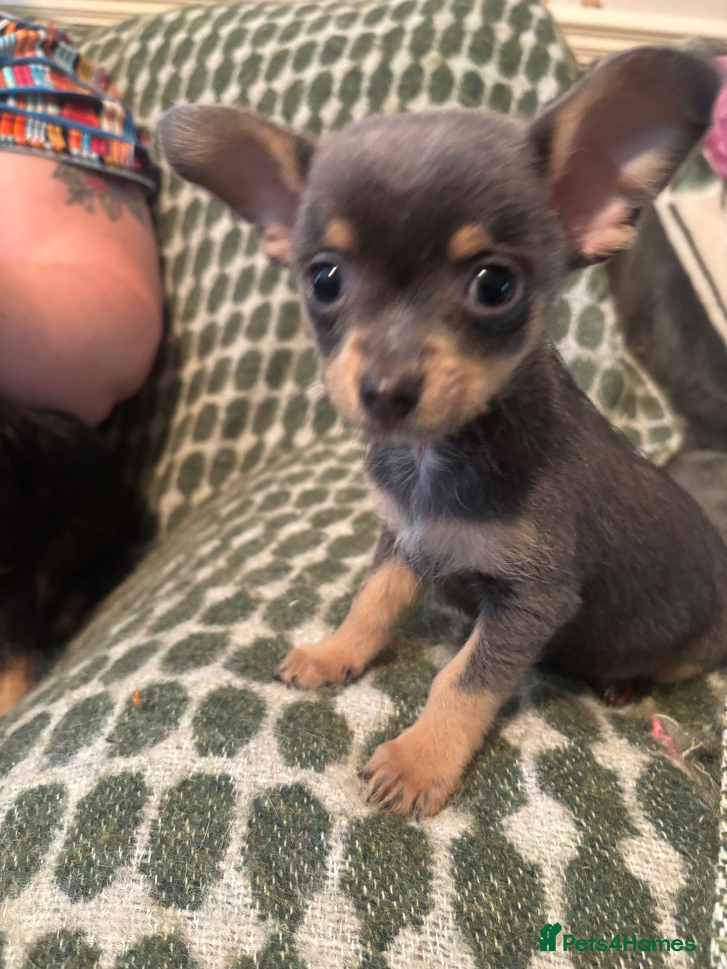Chorkie dogs Chihuahua x yorkie - Advert 3