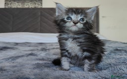 Maine Coon cats for sale: European Maine coon Kittens - Image 4