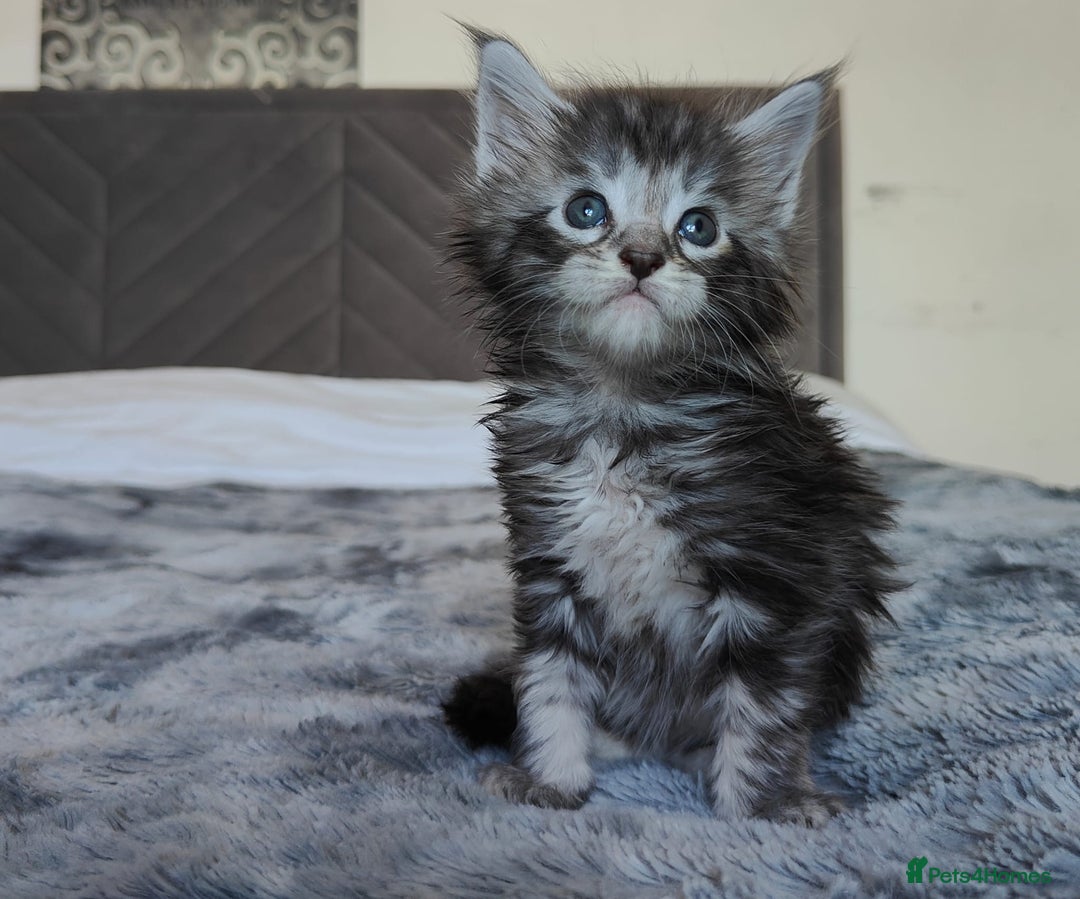 Maine Coon cats for sale: European Maine coon Kittens - Image 4