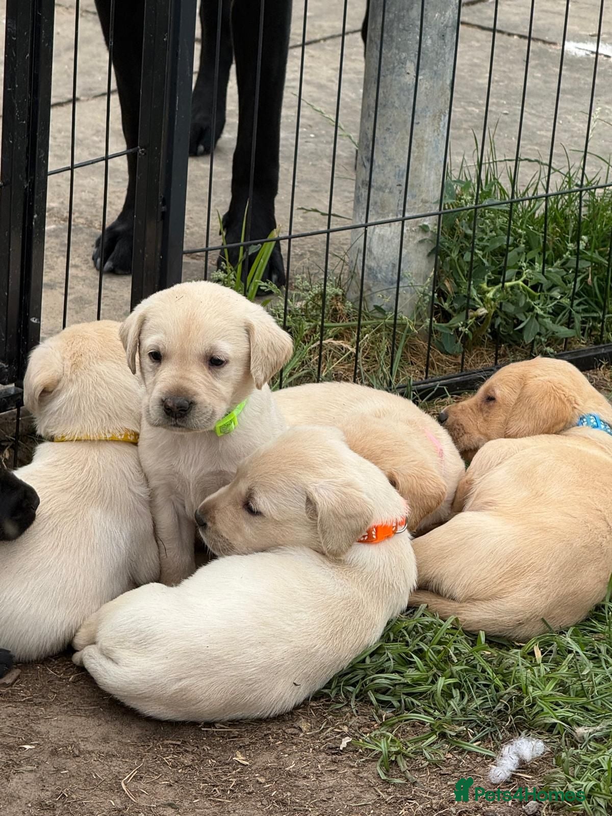 Labrador Retriever dogs Excellent KC reg-health checked home bred line - Advert 3