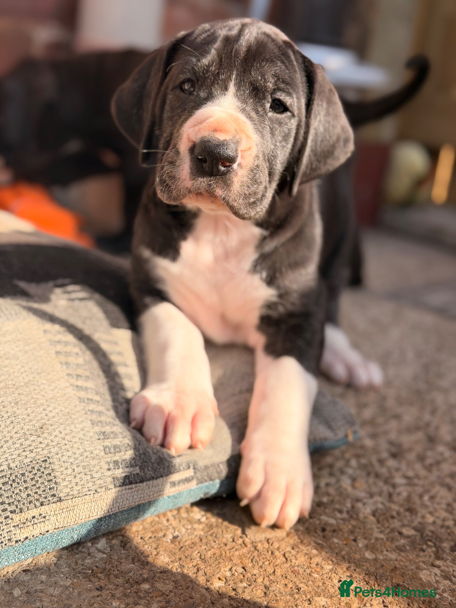 Great Dane dogs KC registered beautiful Great Dane Puppies - Advert 5