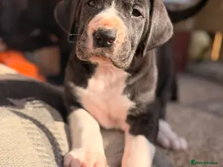 Great Dane dogs KC registered beautiful Great Dane Puppies - Advert 5