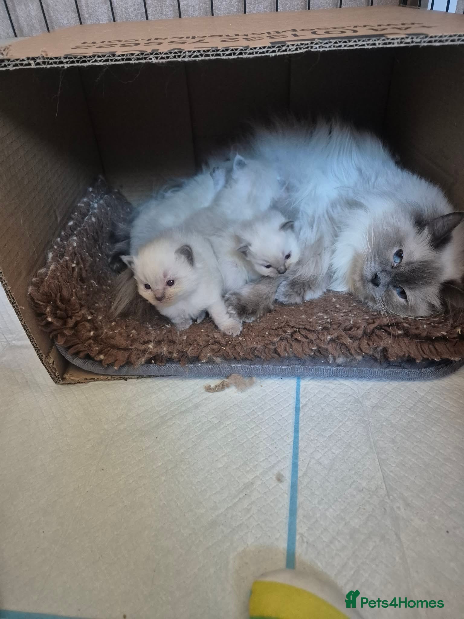 Ragdoll cats Stunning Ragdoll Kittens - Advert 1