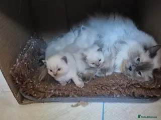 Ragdoll cats Stunning Ragdoll Kittens - Advert 1