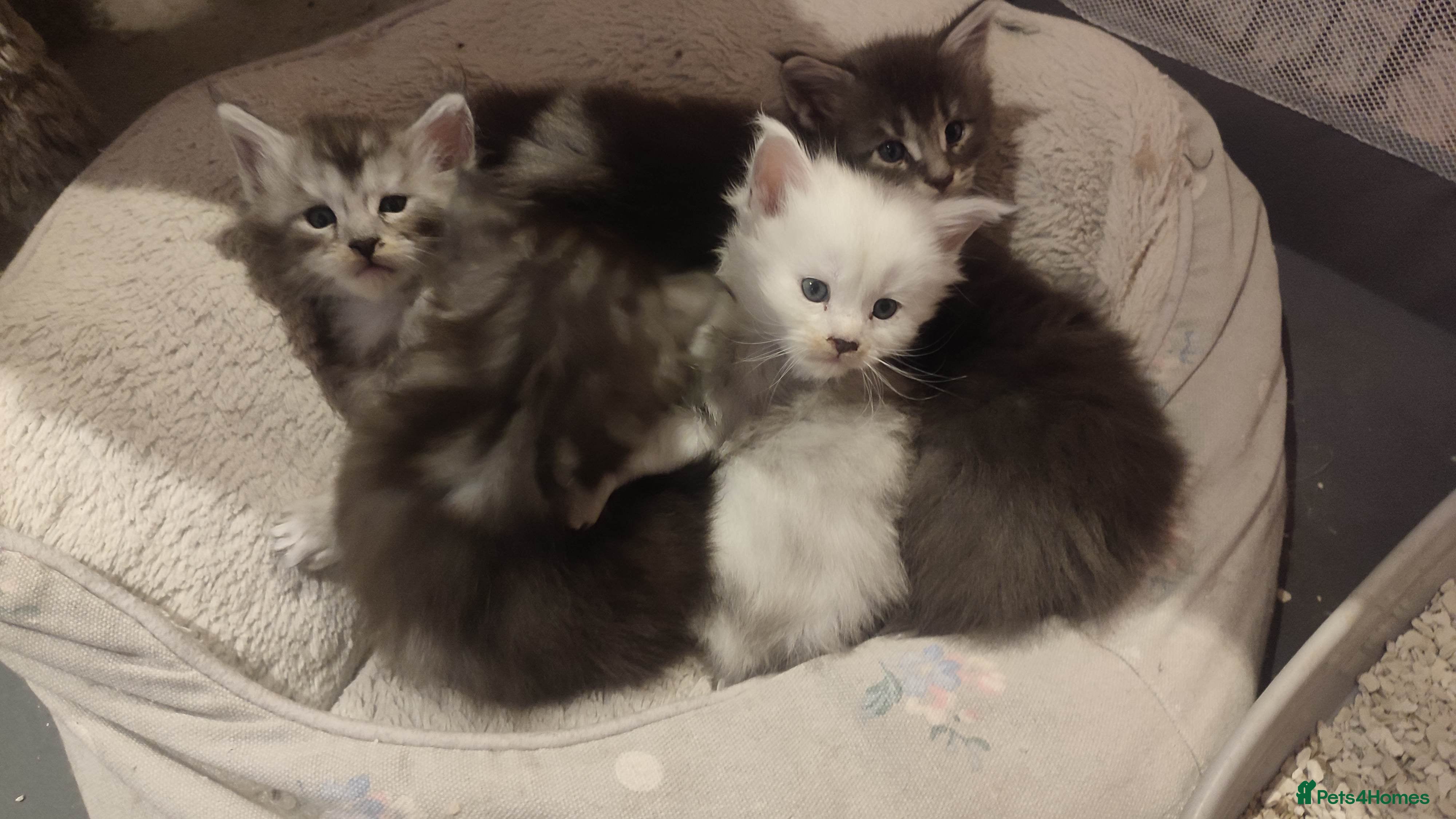 Maine Coon cats Tica Reg and fully health tested - Advert 13