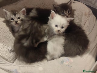 Maine Coon cats Tica Reg and fully health tested - Advert 18