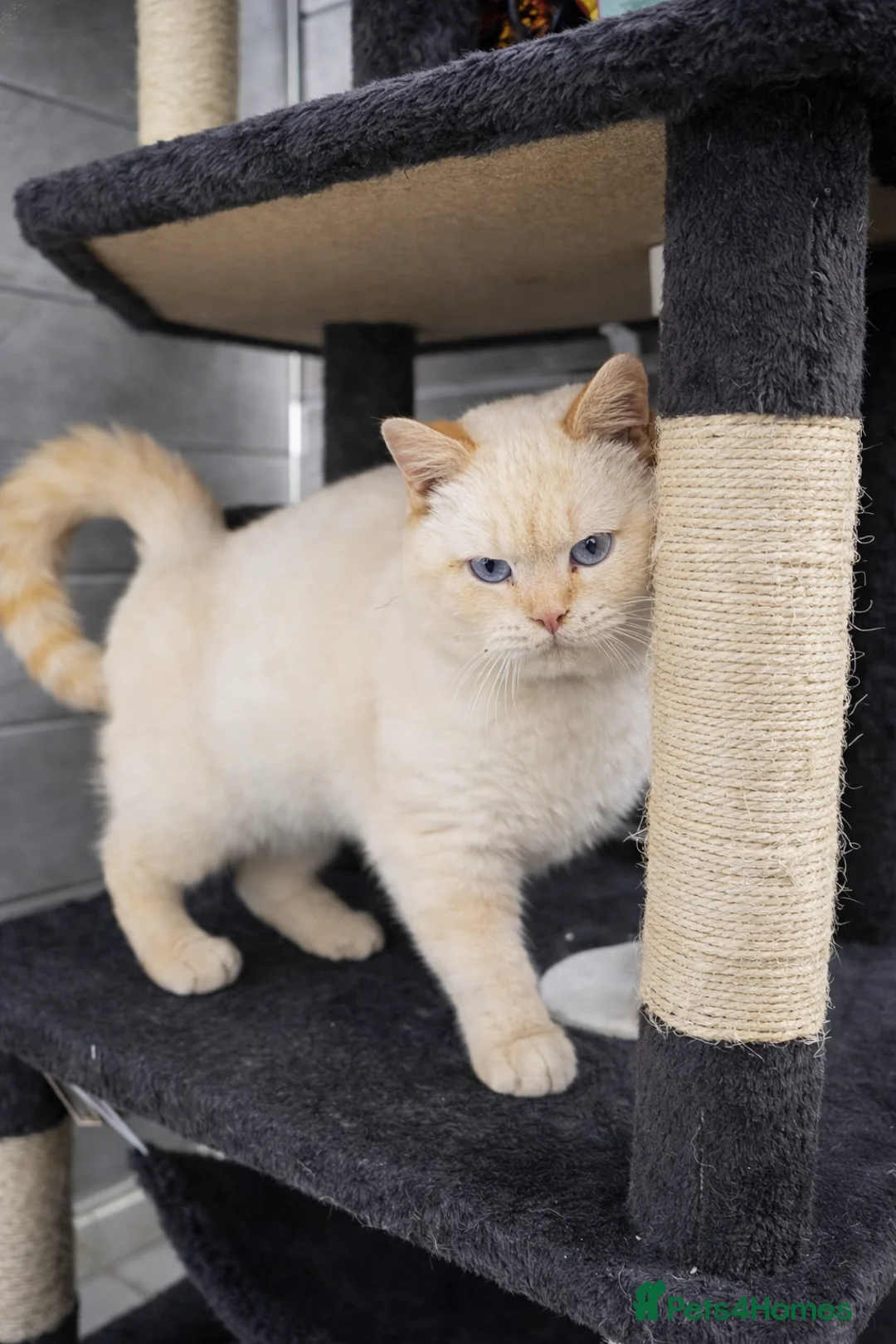 British Shorthair cats for sale: RARE Flame Point And Fawn Lilac British Shorthairs - Advert 7