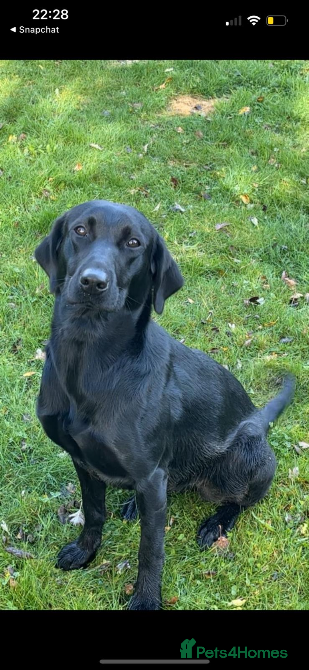 Labrador Retriever dogs for sale: 7 Labrador Puppies - Image 15